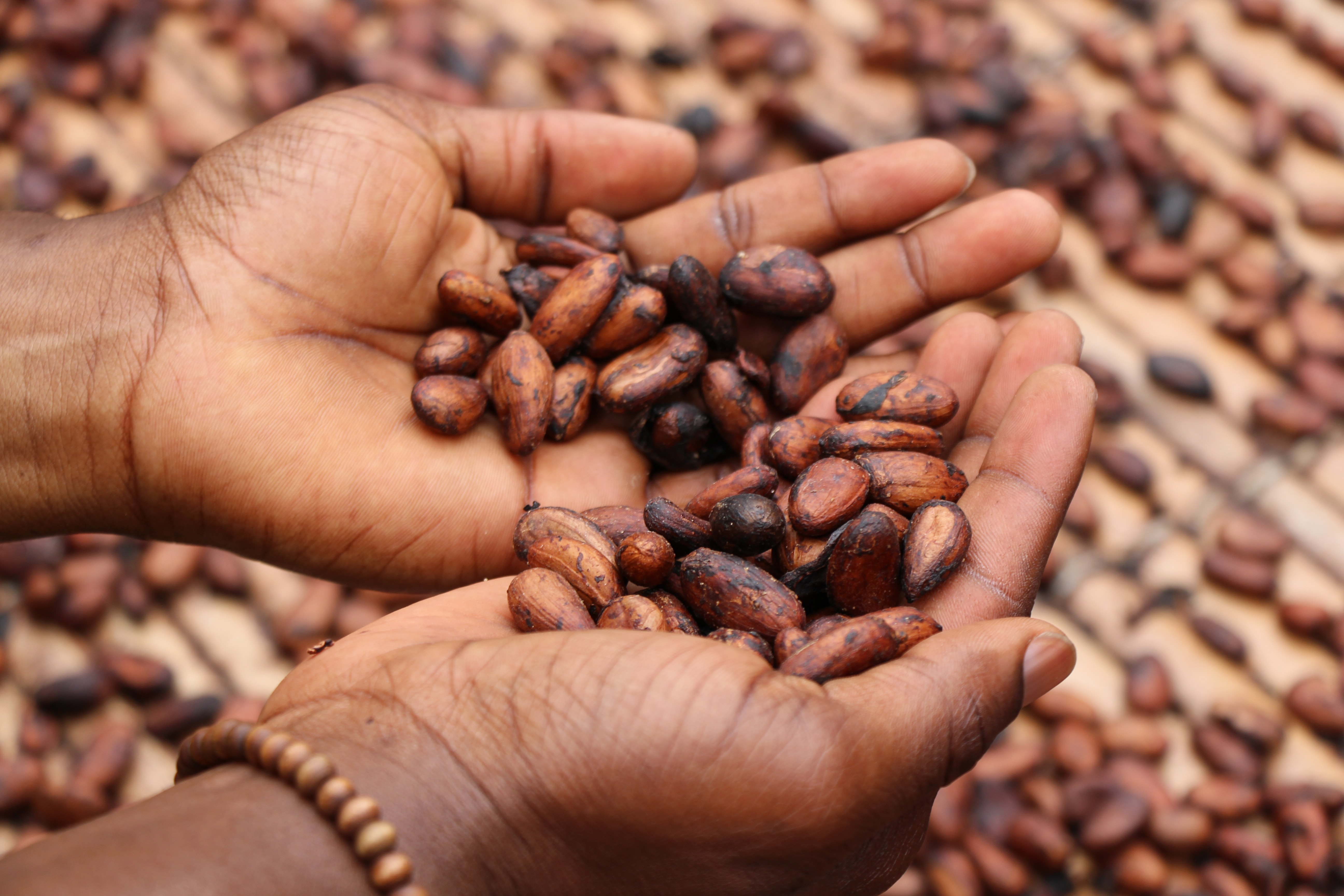 beans in hands
