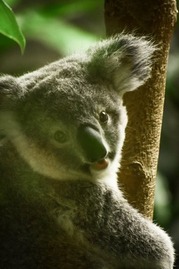 Koala looking at camera