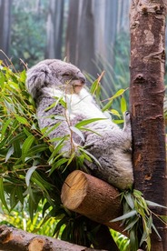 Koala napping