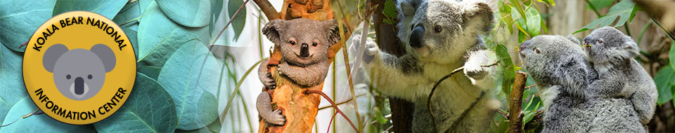 Koala Bear National Information center logo and Koala Collage