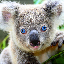 close up of koala face