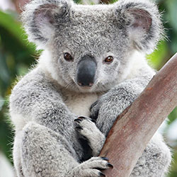koala sitting on branch