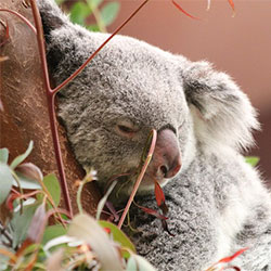 Koala Sleeping