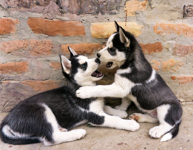 Alaskan husky puppies playing