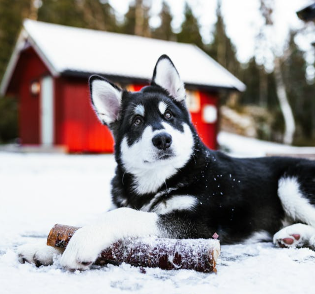 Alaskan klee kai laying in snow