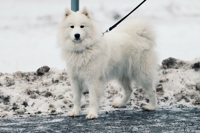 Samoyed standing by water