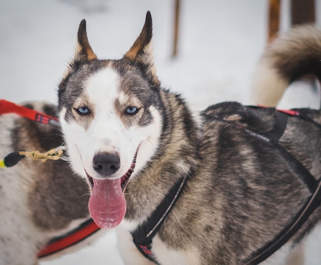 Seppala Dog looking at camera